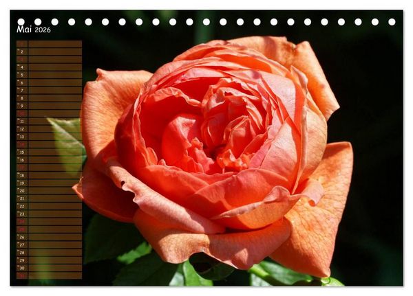 Produktbild: Lass Rosen sprechen (Tischkalender 2026 DIN A5 quer), CALVENDO Monatskalender