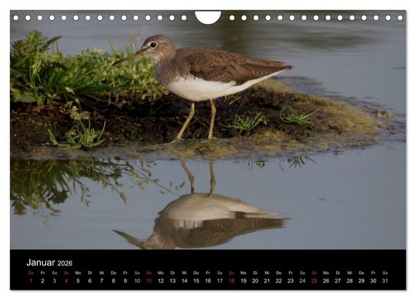 Produktbild: Limikolen Watv&ouml;gel auf dem Zug (Wandkalender 2026 DIN A4 quer), CALVENDO Monatskalender