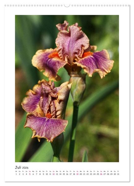Produktbild: Traumhafte Iris (Wandkalender 2026 DIN A2 hoch), CALVENDO Monatskalender