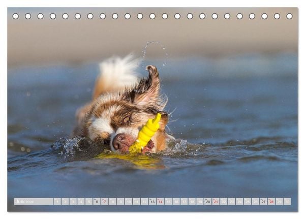 Produktbild: Australian Shepherd 2026 (Tischkalender 2026 DIN A5 quer), CALVENDO Monatskalender