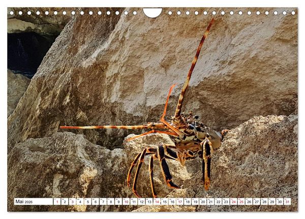 Produktbild: Strandgut Szenen (Wandkalender 2026 DIN A4 quer), CALVENDO Monatskalender