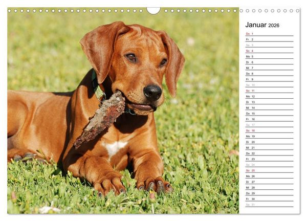 Produktbild: Rhodesian Ridgeback Terminkalender (Wandkalender 2026 DIN A3 quer), CALVENDO Monatskalender