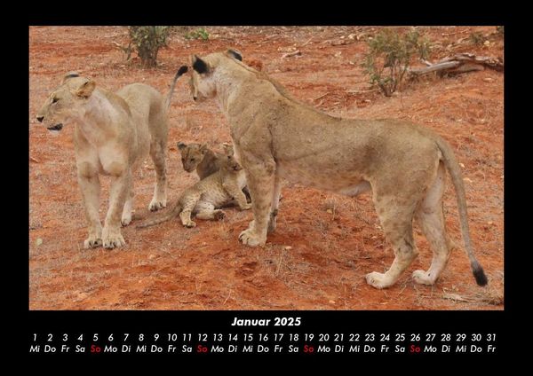 Produktbild: L&ouml;wen in der Wildnis 2025 Fotokalender DIN A3