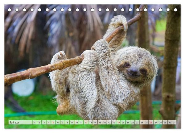 Produktbild: Hallo! Aufwachen! Kann bitte mal jemand das Faultier wecken? (Tischkalender 2026 DIN A5 quer), CALVENDO Monatskalender