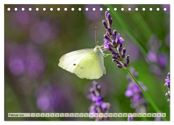 Produktbild: Wenn die Hummeln zum naschen kommen, ist dein Garten perfekt (Tischkalender 2026 DIN A5 quer), CALVENDO Monatskalender