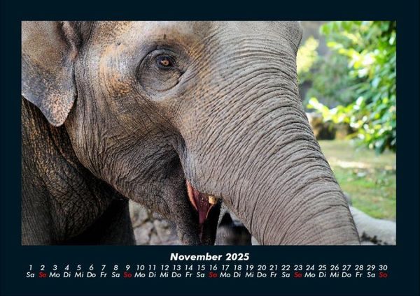 Produktbild: Welt der Tiere 2025 Fotokalender DIN A4