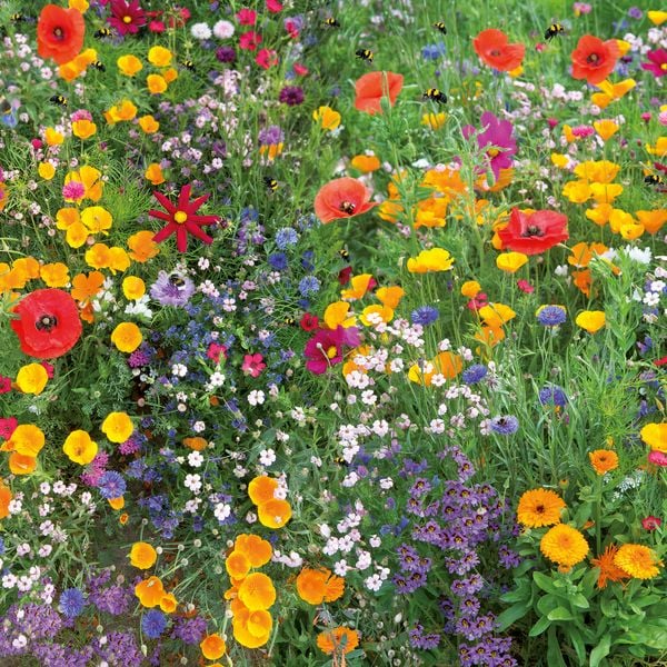 Produktbild: Blumen / Flowers 2027