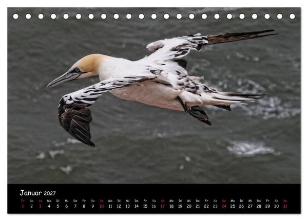 Produktbild: Helgoland und die D&uuml;ne (Tischkalender 2027 DIN A5 quer), CALVENDO Monatskalender