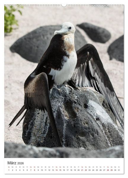 Produktbild: Galapagos - Atemberaubende Tierwelt (Wandkalender 2026 DIN A2 hoch), CALVENDO Monatskalender