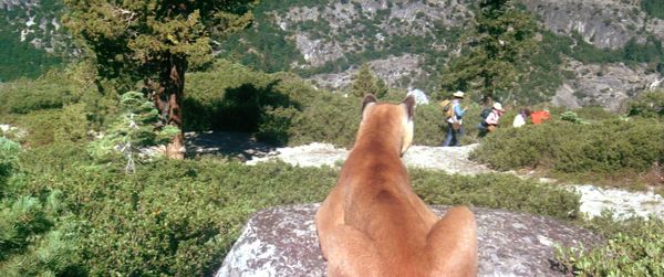 Produktbild: Day of the Animals - Panik in der Sierra Nova