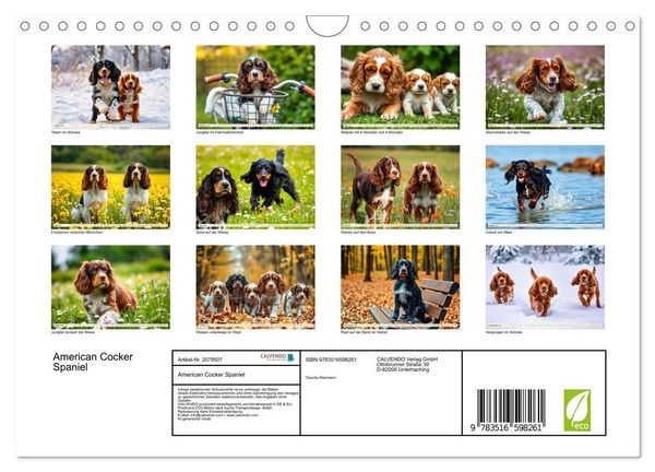 Produktbild: American Cocker Spaniel (Wandkalender 2026 DIN A4 quer), CALVENDO Monatskalender