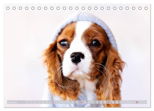 Produktbild: Der Welpenkalender - Cavalier King Charles Spaniel (Tischkalender 2026 DIN A5 quer), CALVENDO Monatskalender