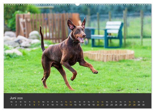 Produktbild: Dobermann 2026 (Wandkalender 2026 DIN A2 quer), CALVENDO Monatskalender