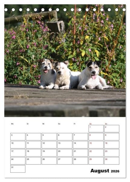 Produktbild: Tender Fellows - Parson Russell Terrier (Tischkalender 2026 DIN A5 hoch), CALVENDO Monatskalender