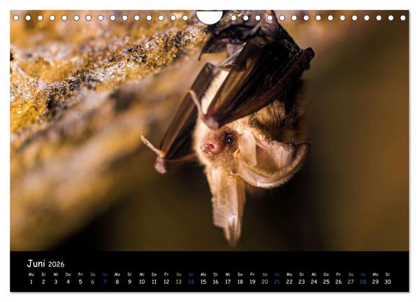 Produktbild: Flederm&auml;use - kleine Vampire (Wandkalender 2026 DIN A4 quer), CALVENDO Monatskalender