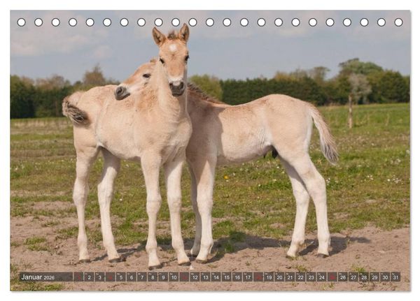 Produktbild: Fohlen - Lustige Pferdekinder (Tischkalender 2026 DIN A5 quer), CALVENDO Monatskalender