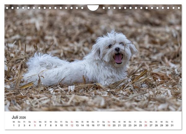 Produktbild: Moritz, der freche Malteser (Wandkalender 2026 DIN A4 quer), CALVENDO Monatskalender