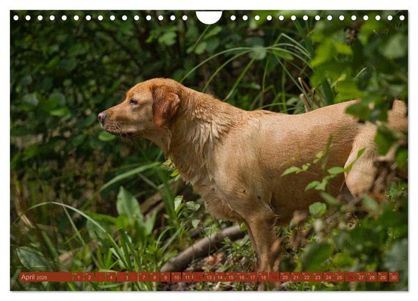 Produktbild: Faszination Hund (Wandkalender 2026 DIN A4 quer), CALVENDO Monatskalender