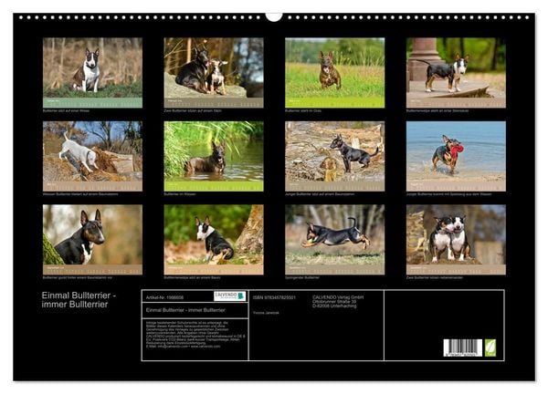 Produktbild: Einmal Bullterrier - immer Bullterrier (Wandkalender 2026 DIN A2 quer), CALVENDO Monatskalender