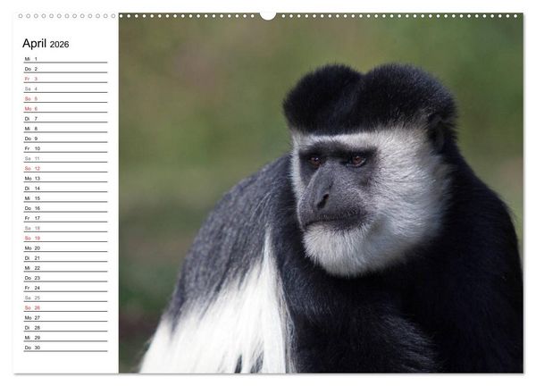 Produktbild: Affen in Afrika (Wandkalender 2026 DIN A2 quer), CALVENDO Monatskalender