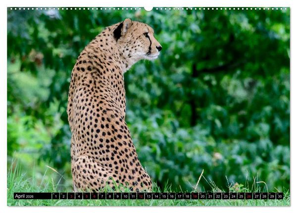 Produktbild: Afrika - Welt der Tiere (Wandkalender 2026 DIN A2 quer), CALVENDO Monatskalender
