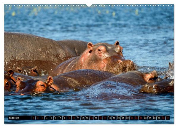 Produktbild: Faszination Botswana (hochwertiger Premium Wandkalender 2026 DIN A2 quer), Kunstdruck in Hochglanz