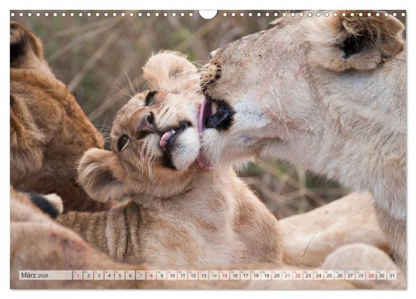 Produktbild: Emotionale Momente: Liebenswerte L&ouml;wenbabys (Wandkalender 2026 DIN A3 quer), CALVENDO Monatskalender