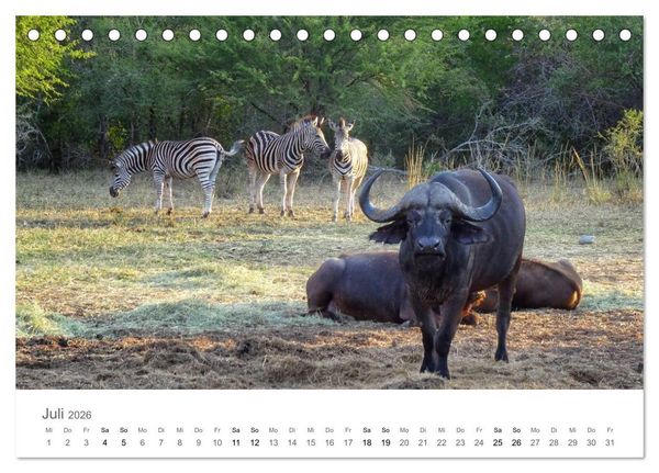 Produktbild: Afrika - Tiere im Kr&uuml;ger Nationalpark (Tischkalender 2026 DIN A5 quer), CALVENDO Monatskalender