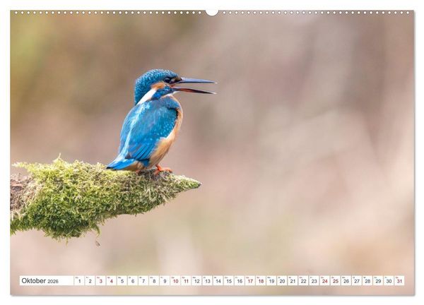 Produktbild: Der blaue Diamant - Fotos vom Eisvogel (hochwertiger Premium Wandkalender 2026 DIN A2 quer), Kunstdruck in Hochglanz