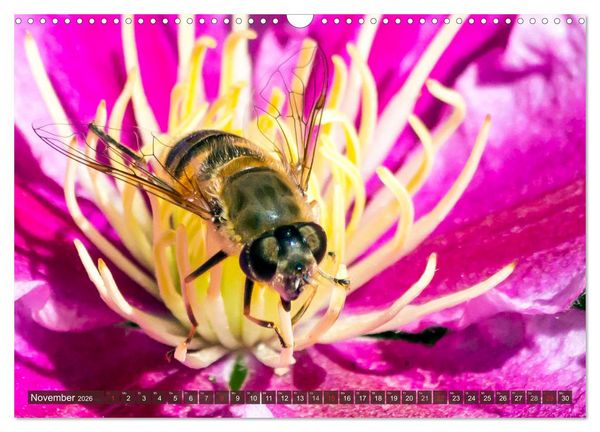 Produktbild: INSEKTEN - Makrofotografie in freier Natur (Wandkalender 2026 DIN A3 quer), CALVENDO Monatskalender