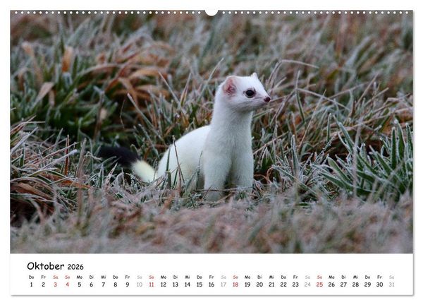 Produktbild: Hermelin - das wieselflinke Raubtier (hochwertiger Premium Wandkalender 2026 DIN A2 quer), Kunstdruck in Hochglanz