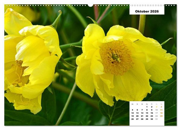 Produktbild: Zauber der P&auml;onien-Bl&uuml;te (hochwertiger Premium Wandkalender 2026 DIN A2 quer), Kunstdruck in Hochglanz
