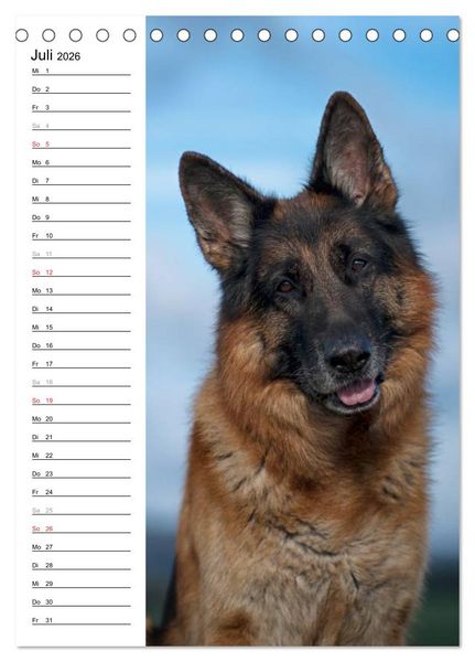 Produktbild: Deutscher Sch&auml;ferhund - unser bester Freund (Tischkalender 2026 DIN A5 hoch), CALVENDO Monatskalender