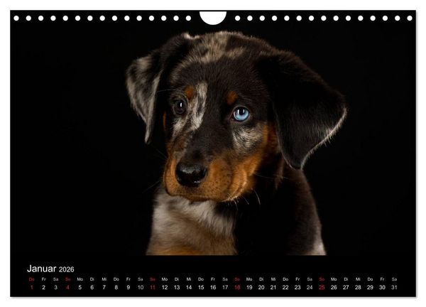 Produktbild: Dogs (Wandkalender 2026 DIN A4 quer), CALVENDO Monatskalender