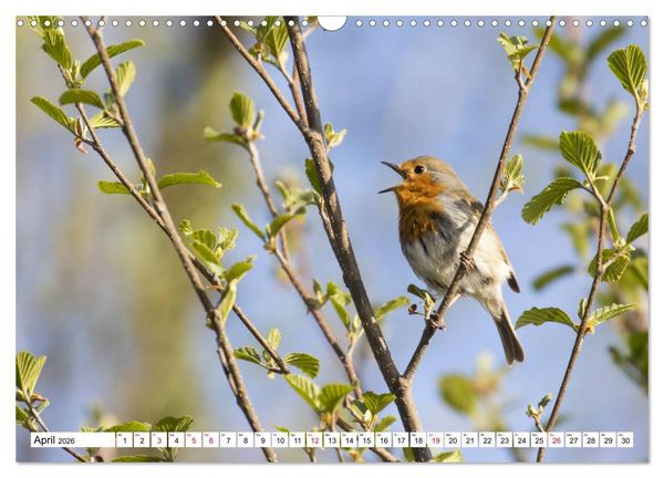 Produktbild: Geliebtes Rotkehlchen (Wandkalender 2026 DIN A3 quer), CALVENDO Monatskalender