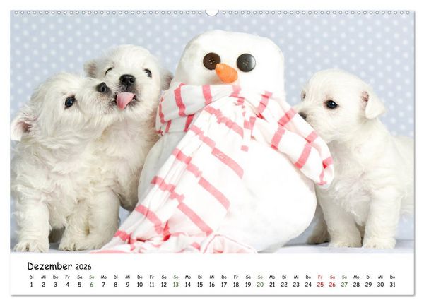 Produktbild: Baby Pfoten (hochwertiger Premium Wandkalender 2026 DIN A2 quer), Kunstdruck in Hochglanz