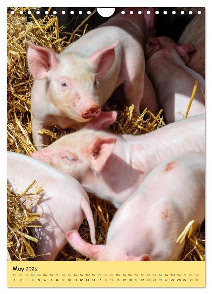 Produktbild: Just Pigs (Wall Calendar 2026 DIN A4 portrait), CALVENDO 12 Month Wall Calendar