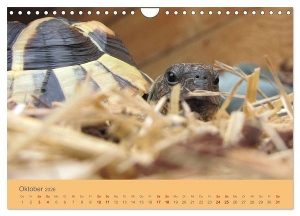 Produktbild: Landschildkr&ouml;ten (Wandkalender 2026 DIN A4 quer), CALVENDO Monatskalender
