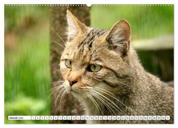 Produktbild: Wildkatzen - Die lautlosen J&auml;ger des Waldes (Wandkalender 2026 DIN A2 quer), CALVENDO Monatskalender