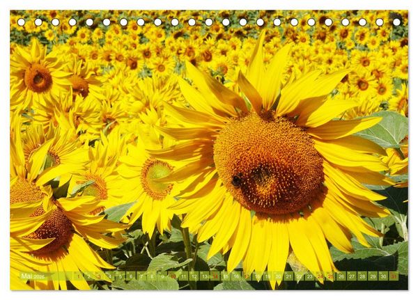 Produktbild: Sonnenblumenwelt (Tischkalender 2026 DIN A5 quer), CALVENDO Monatskalender