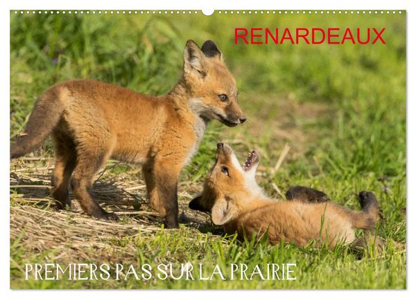 Renardeaux. Premiers pas sur la prairie (Calendrier mural 2026 DIN A2 vertical), CALVENDO calendrier mensuel