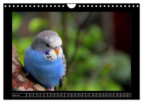 Produktbild: Wellensittichkalender - Schmuck Edition (Wandkalender 2026 DIN A4 quer), CALVENDO Monatskalender