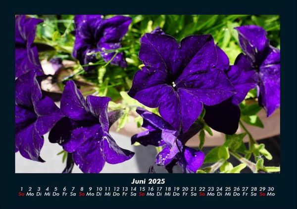 Produktbild: Blumenzauber 2025 Fotokalender DIN A4