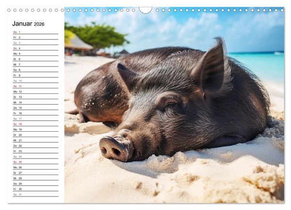 Produktbild: Schweinereien in der Karibik. Sonne und Spa&szlig; mit schwimmenden Schweinen (Wandkalender 2026 DIN A3 quer), CALVENDO Monatskalender