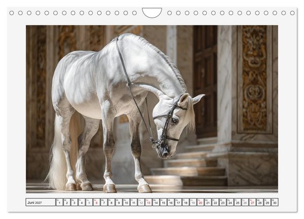 Produktbild: Spanische Eleganz. Edle Schimmel auf dem Gest&uuml;t (Wandkalender 2027 DIN A4 quer), CALVENDO Monatskalender