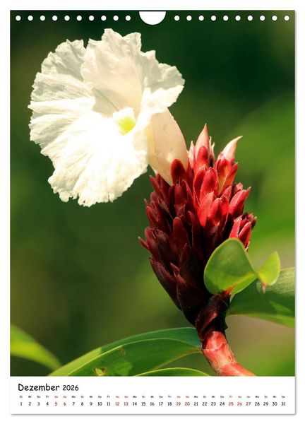Produktbild: Costa Rica - Fauna & Flora (Wandkalender 2026 DIN A4 hoch), CALVENDO Monatskalender