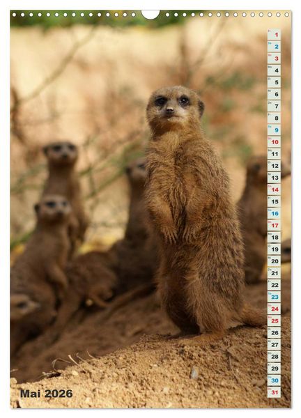 Produktbild: Erdm&auml;nnchen-Meerkats-Surikate (Wandkalender 2026 DIN A3 hoch), CALVENDO Monatskalender