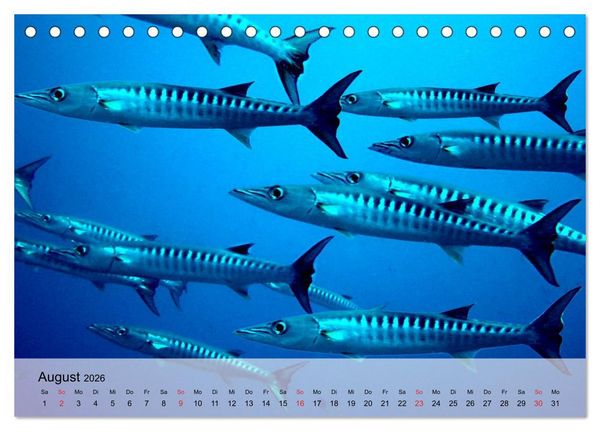 Produktbild: In der Meerestiefe. Fische und Korallen im ewigen Blau (Tischkalender 2026 DIN A5 quer), CALVENDO Monatskalender