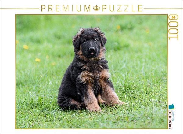 Produktbild: CALVENDO Puzzle Sch&auml;ferhund - Welpe Langstockhaar | 1000 Teile Lege-Gr&ouml;&szlig;e 64x48cm Foto-Puzzle f&uuml;r gl&uuml;ckliche Stunden