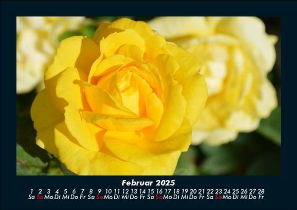 Produktbild: Strahlend sch&ouml;ne Rosen 2025 Fotokalender DIN A5